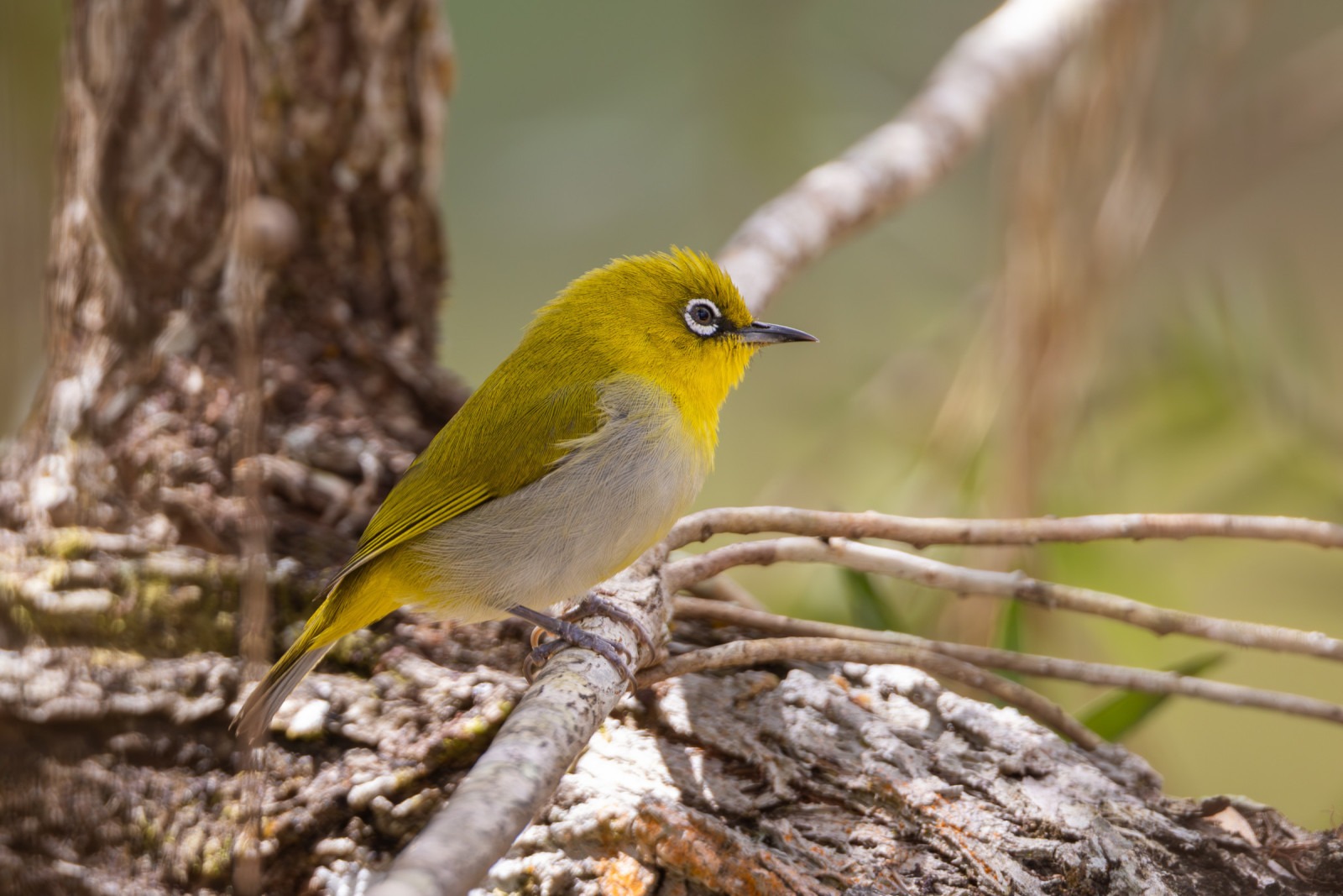 image Indian White-eye